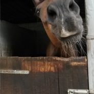 Horse Therapy